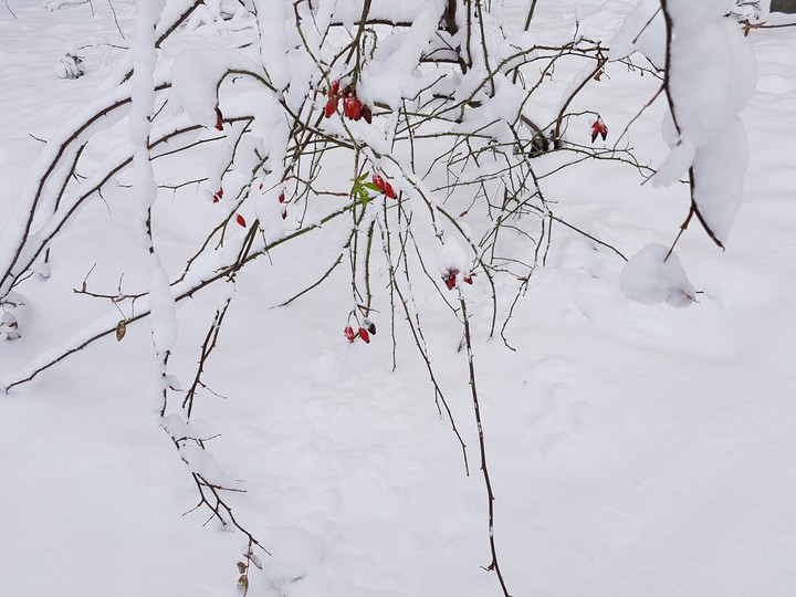 xmas time 5