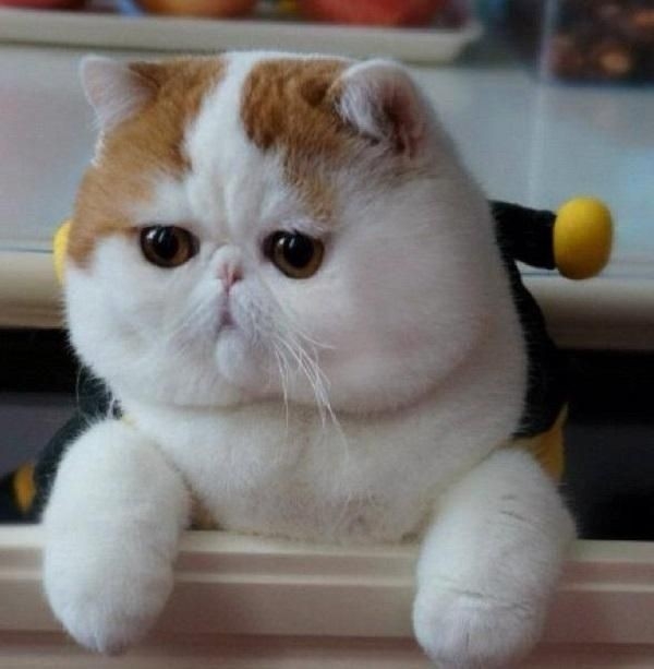 gatitos