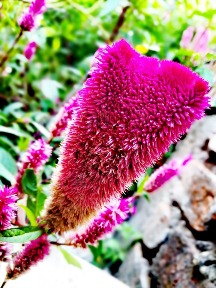 Pink
