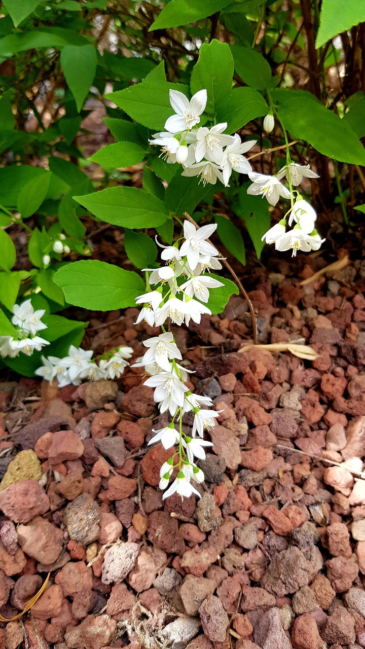 Small white flowers