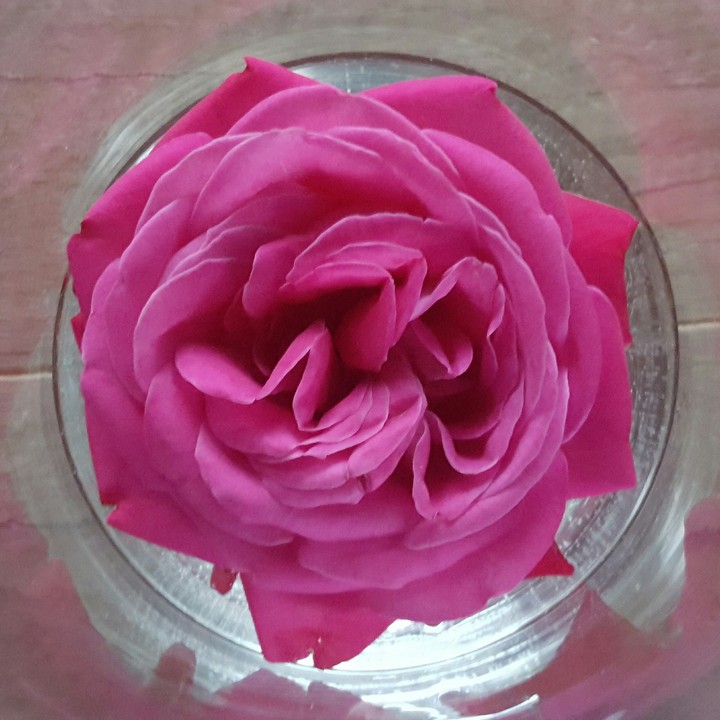 pink roses