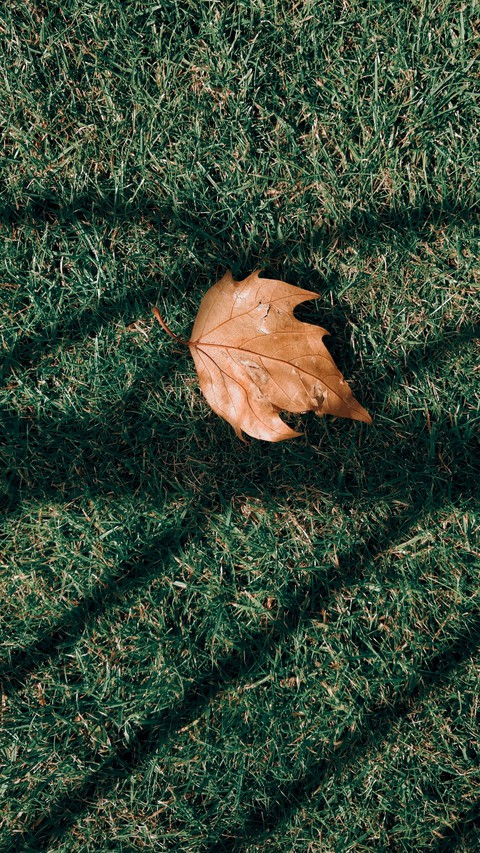 Fall