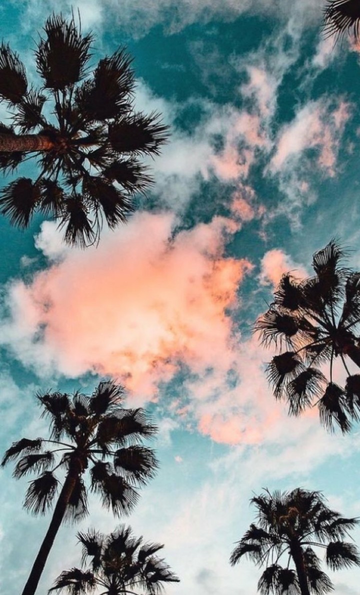 Palmeras en atardecer