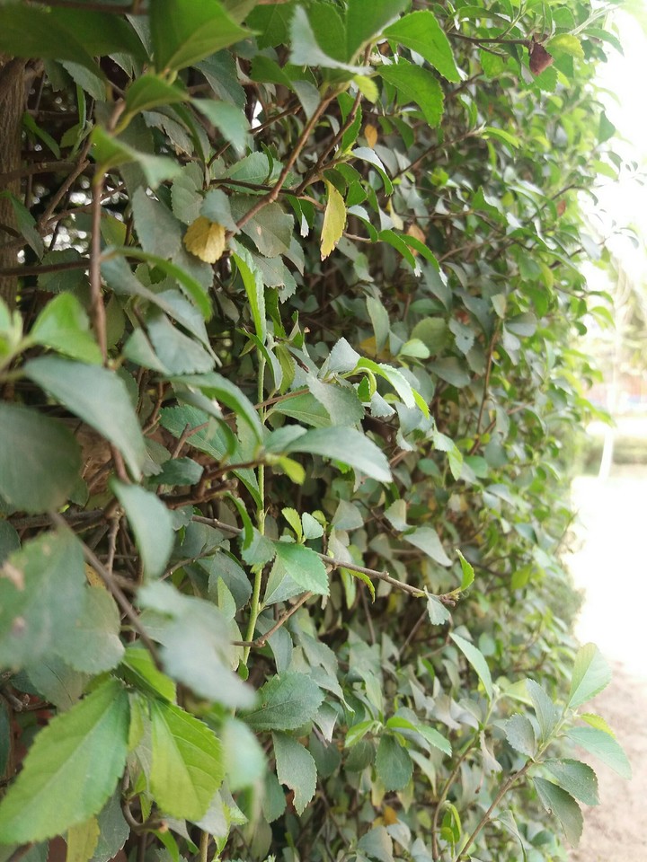 Green leaves