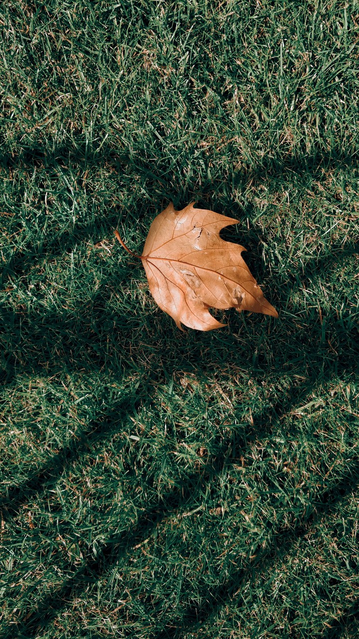 Fall