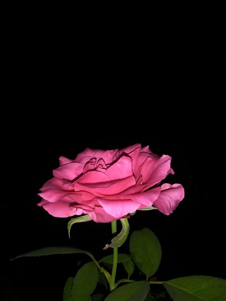 Pink Rose