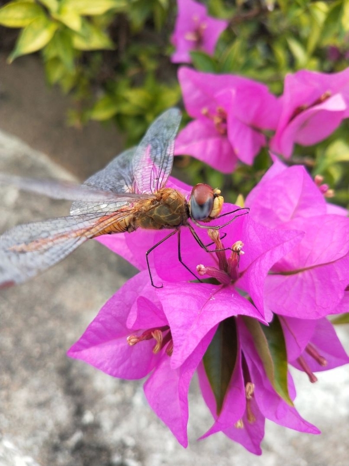 dragonfly