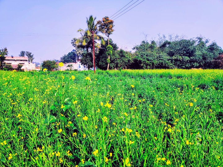Mustard field