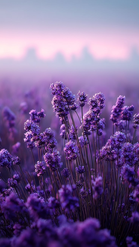 flower, wildflower wallpapers