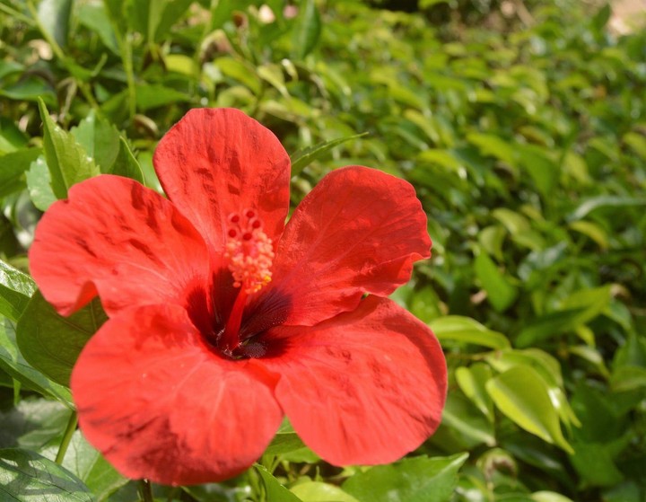 #flower #egypt #nature