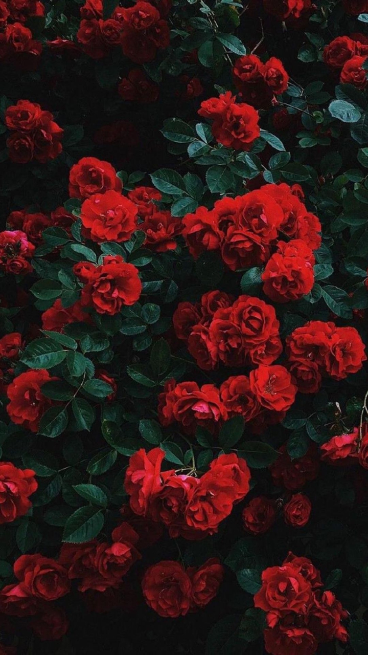 Red ?