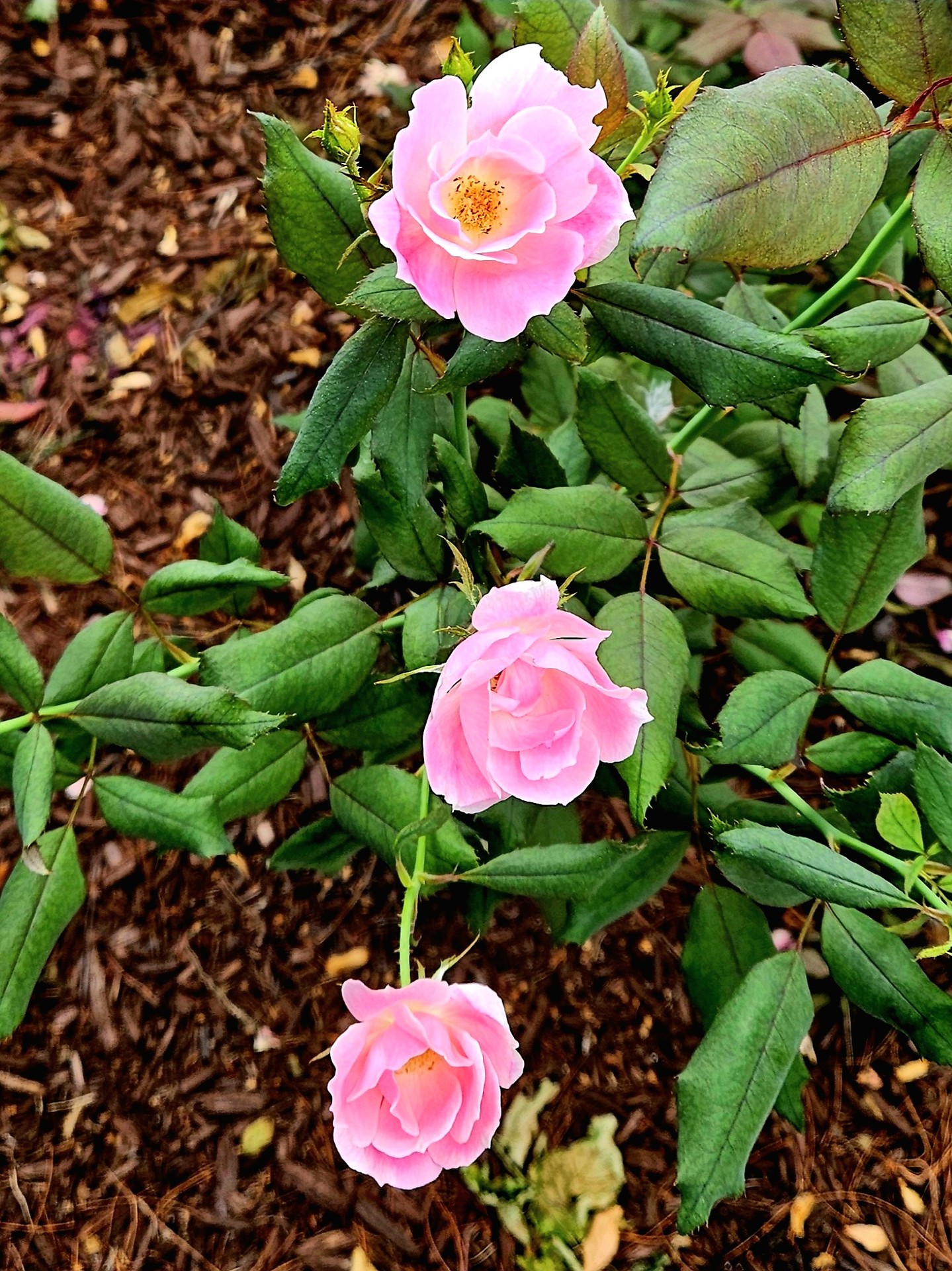 tapety petal, shrub