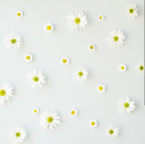 daisy pattern