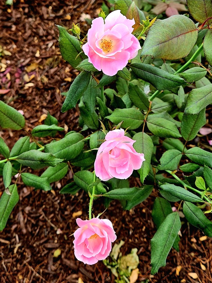 sfondi flower, shrub