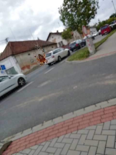 Spider