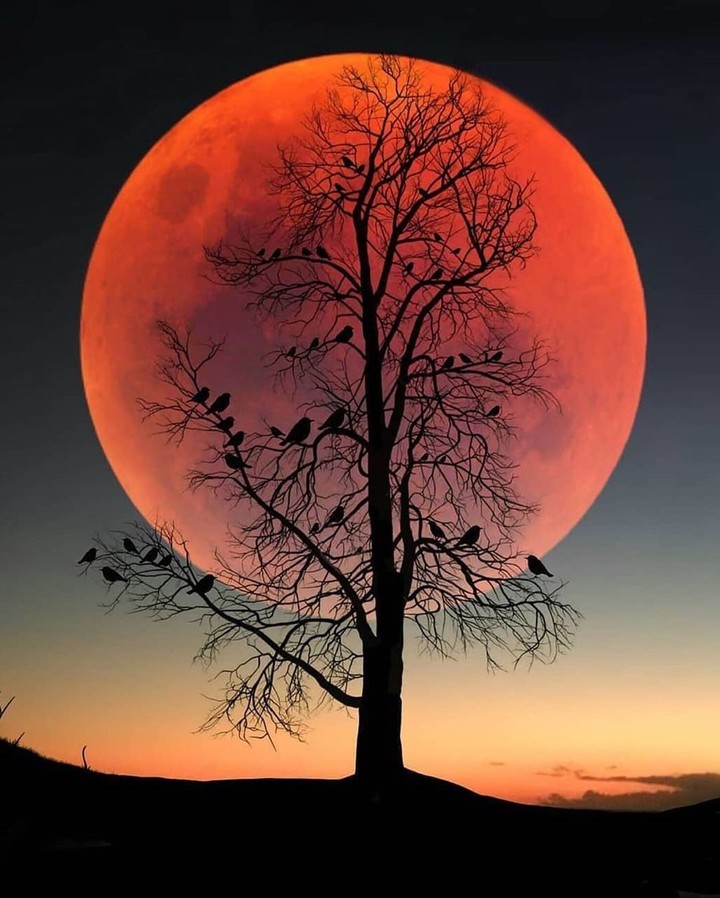 bloody moon #3