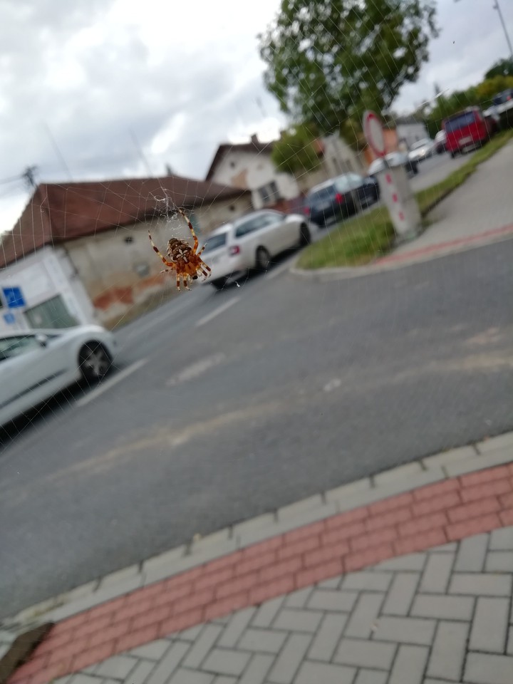 Spider