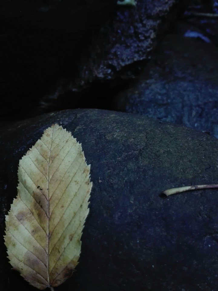 Leaf