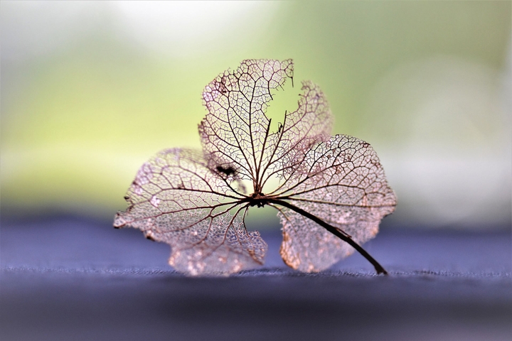 leaf