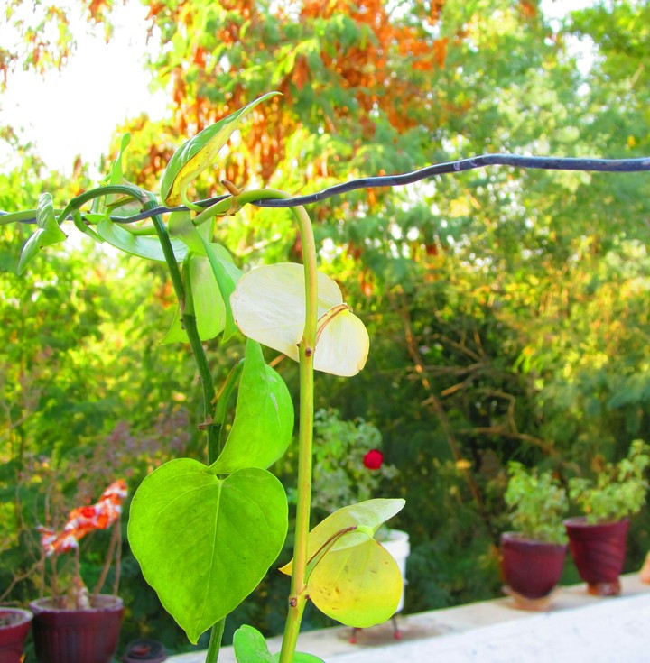 Heart Leaves