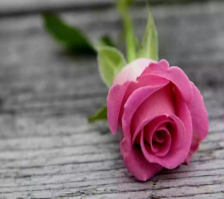 the pink rose