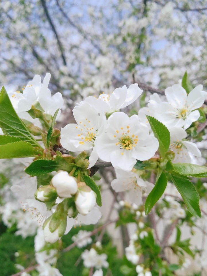this year I can't see the blossom, because of coronavirus