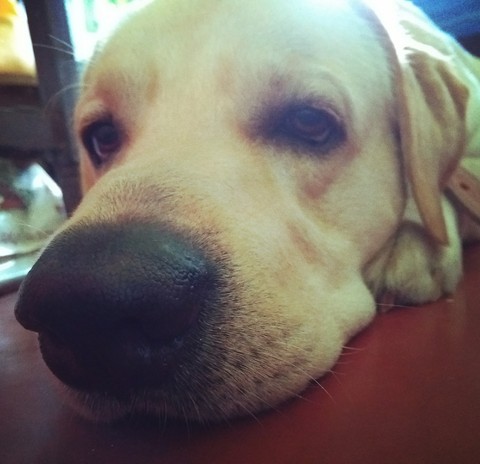 Boop