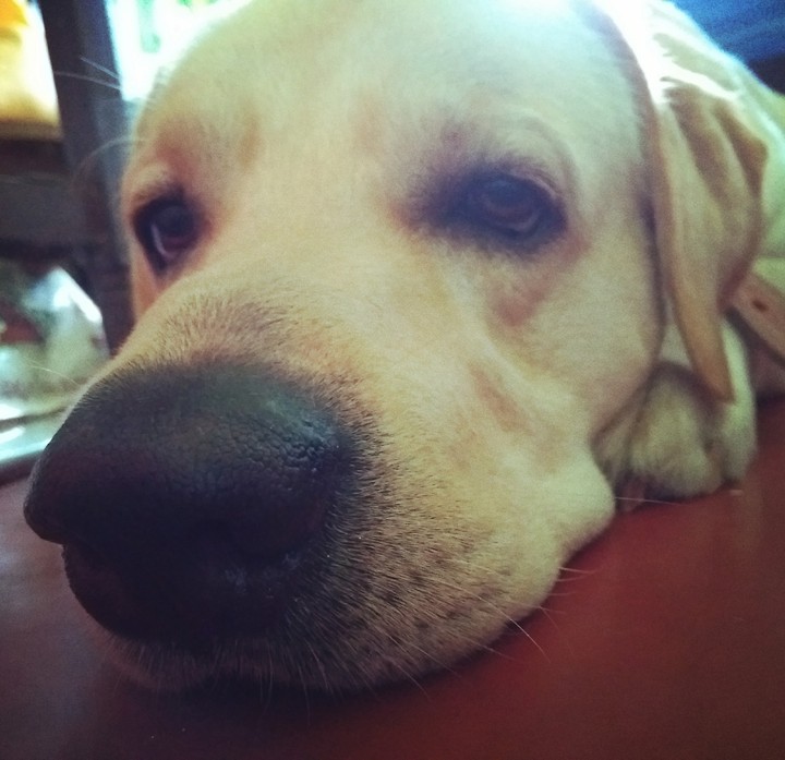 Boop