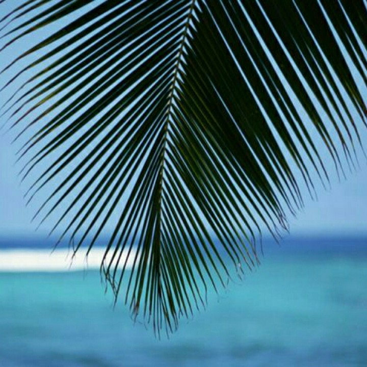 Sea