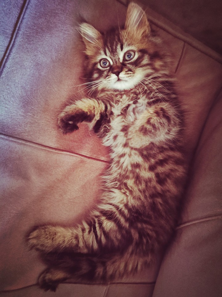 Leo