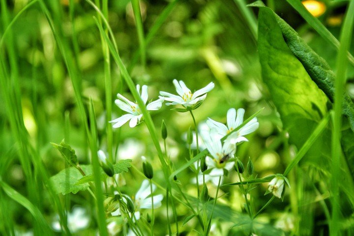 Spring awakening