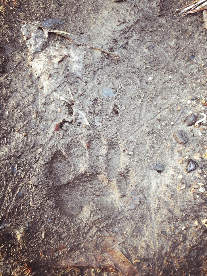european badger