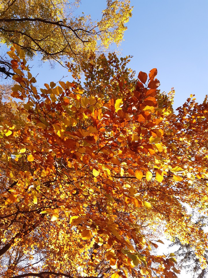 No doubt: this is Fall!