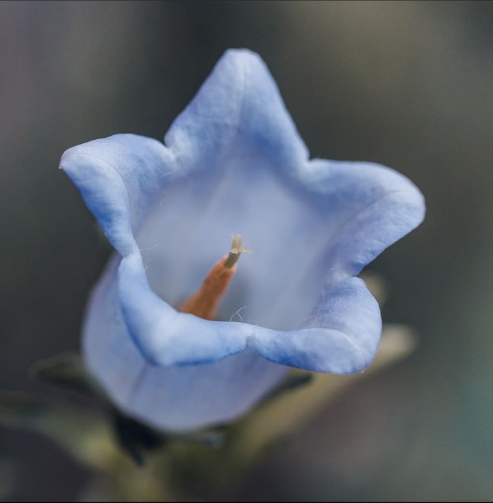 Campanula