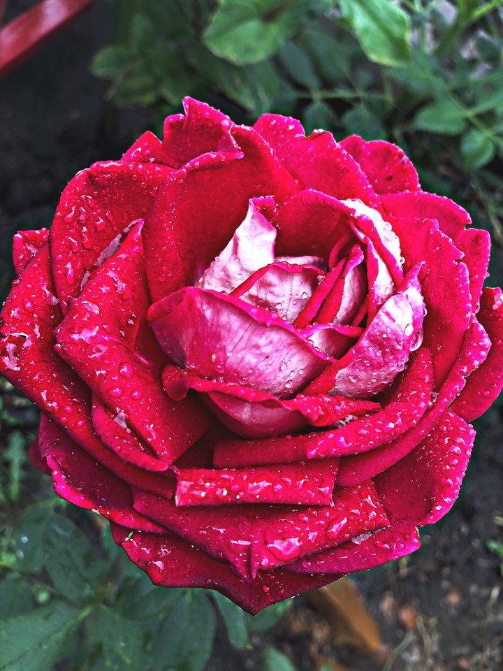 rose