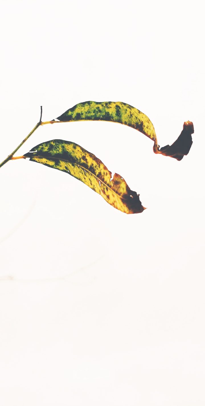 two leafs