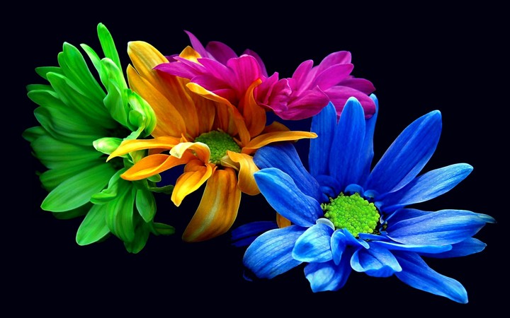 Strong Colors of Flowers