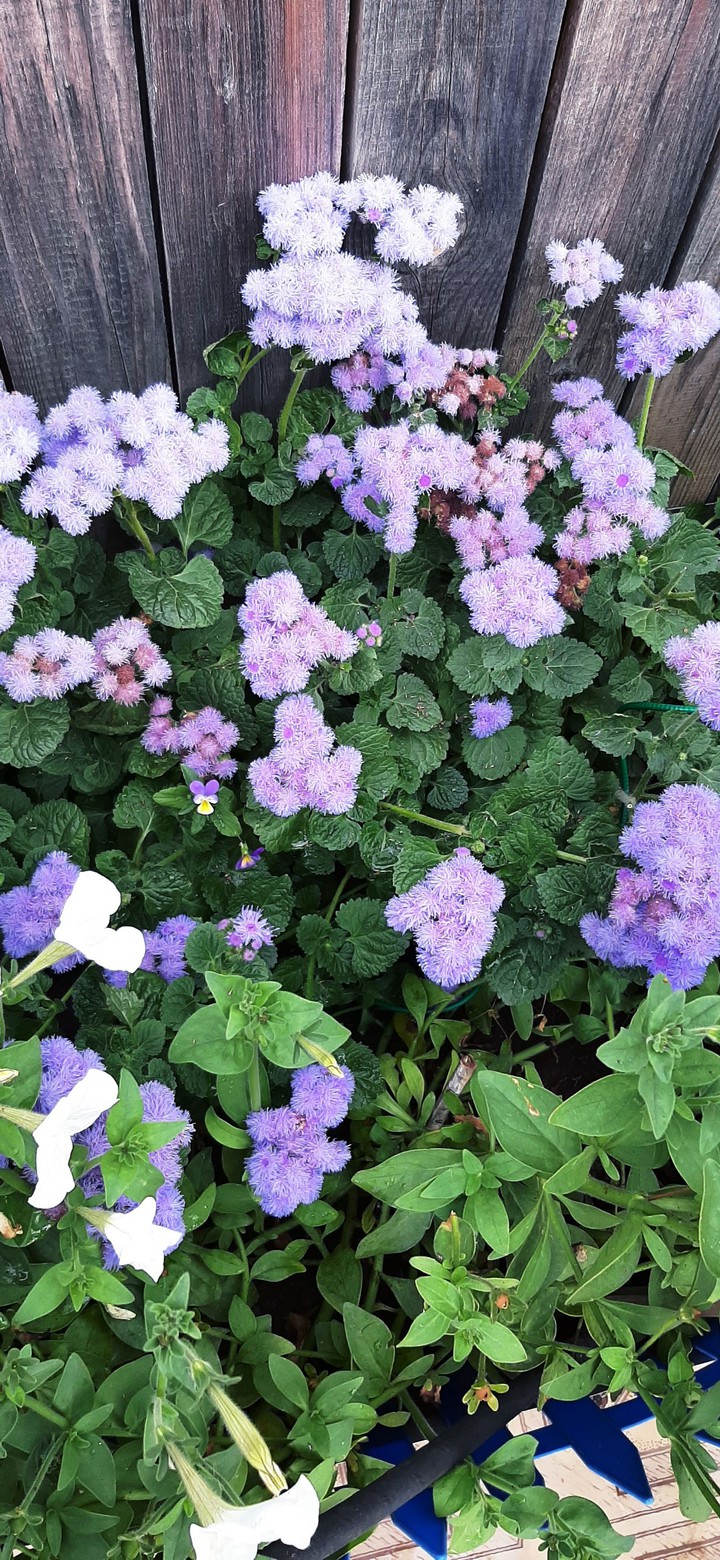 flowers