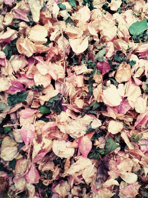 Fall
