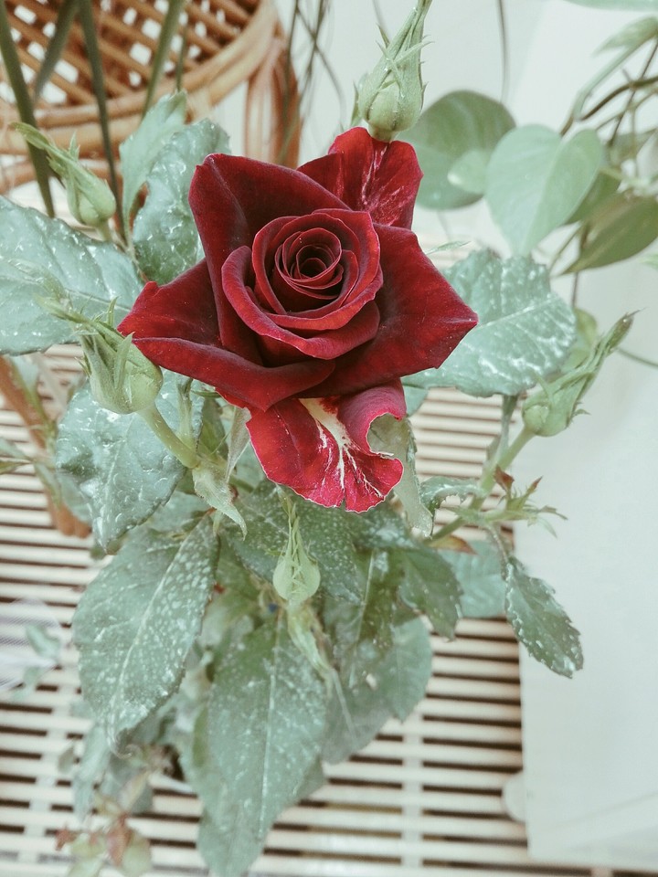 rosa