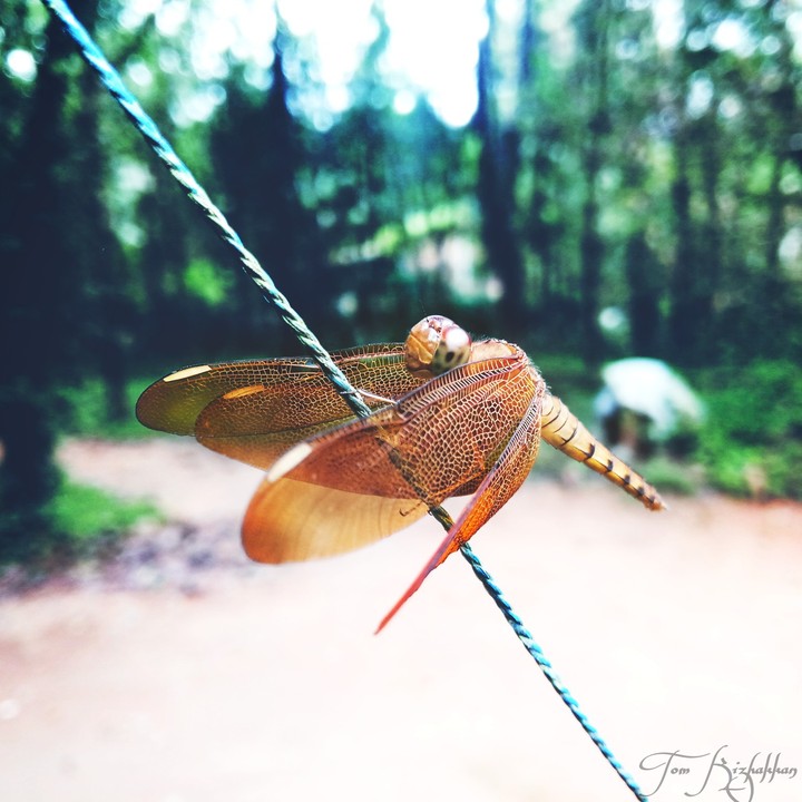 thumbi .. nature beautiful cute wallpaper