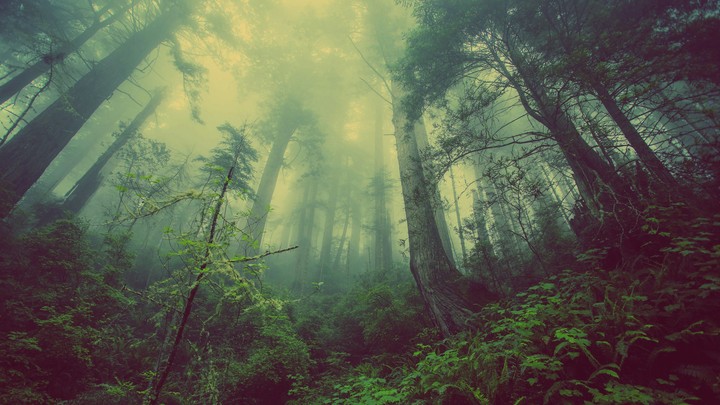 eerie forest