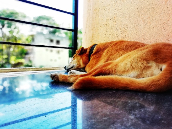 labrador
