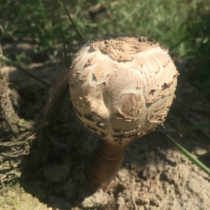 ???