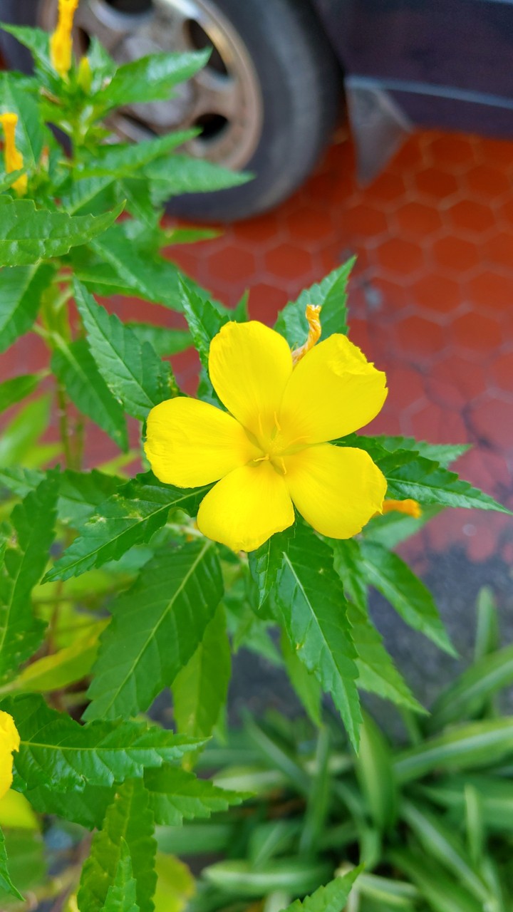 花