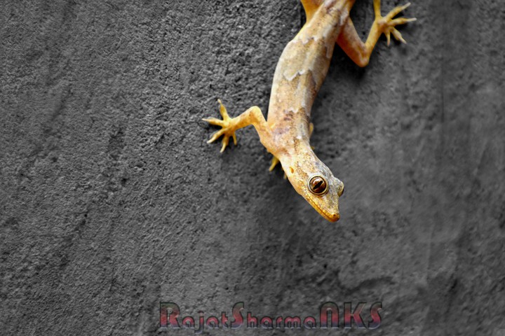 lizards click by my dslr