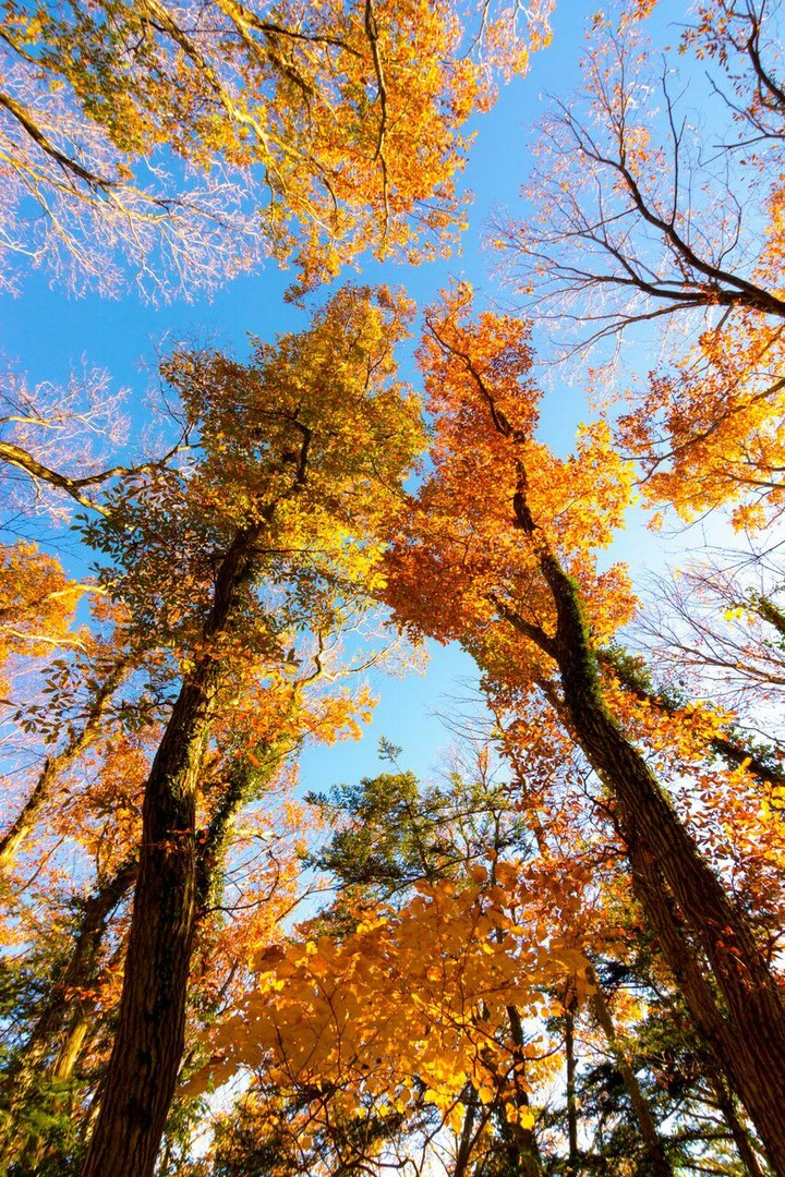 Autumn trees