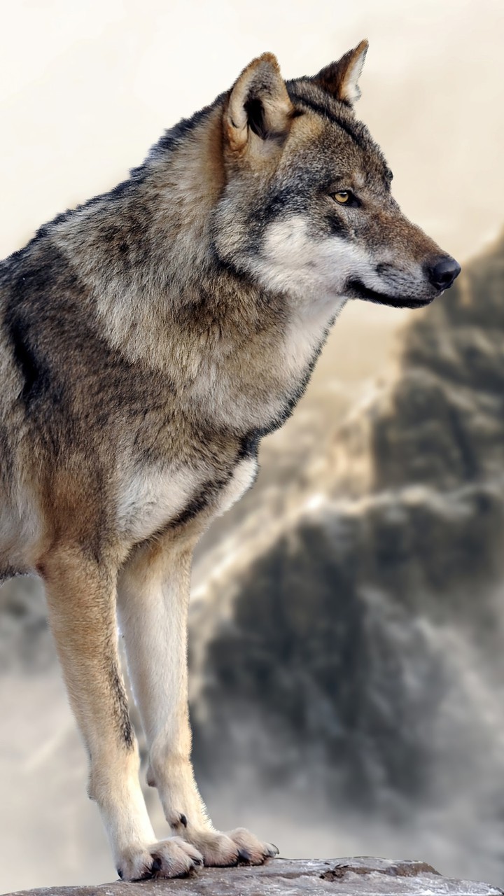 wolf