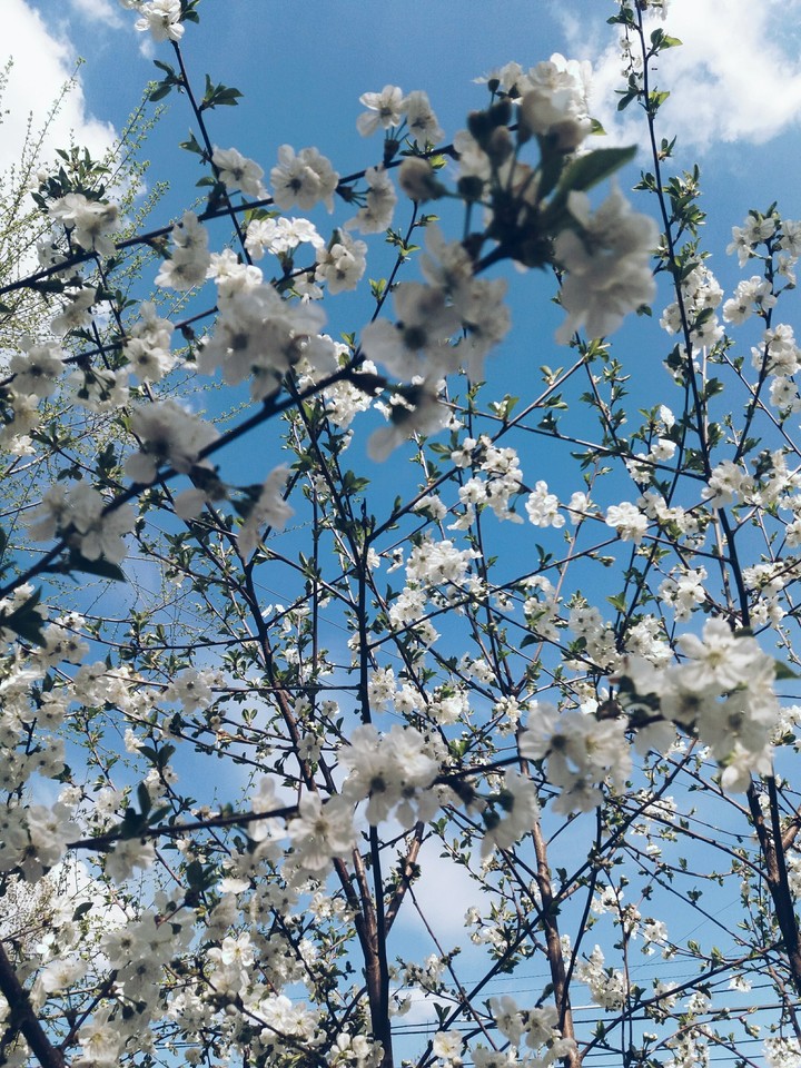 spring