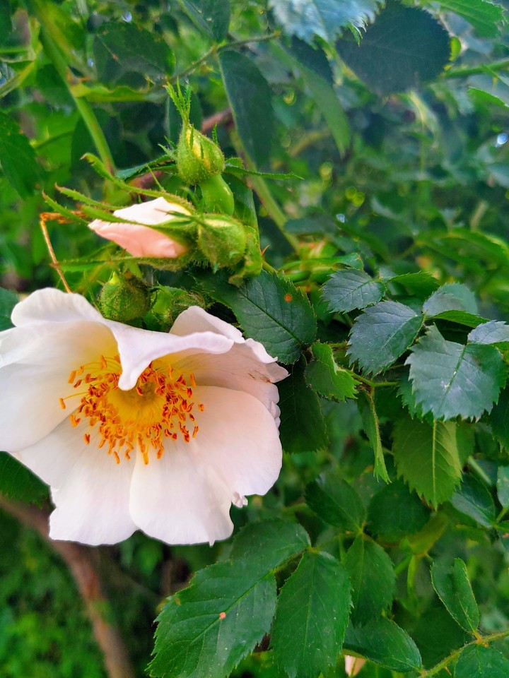 Summer flower
